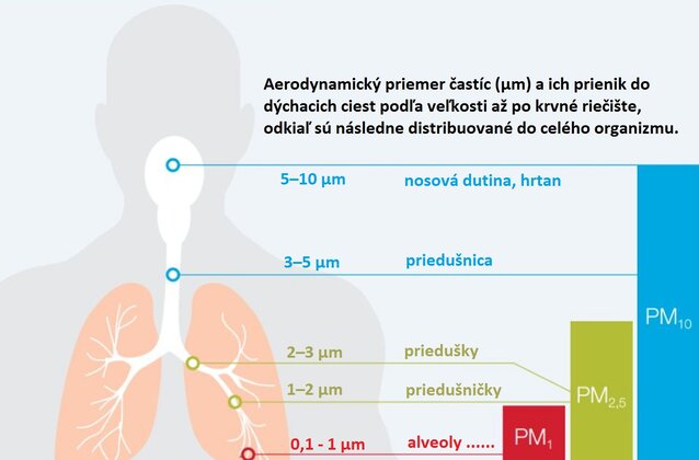 Aerodynamický priemer častíc a ich prienik do dýchacích ciest podľa veľkosti až po krvné riečište, odkiaľ sú následne distribuované do celého organizmu.